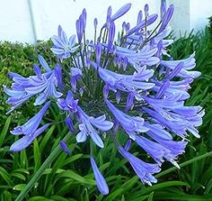 a purple flower in the middle of some green grass