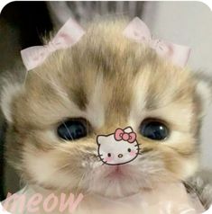 a kitten with a hello kitty face on it's nose and bow around its head