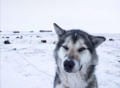 a husky dog standing in the snow looking at the camera with his eyes wide open