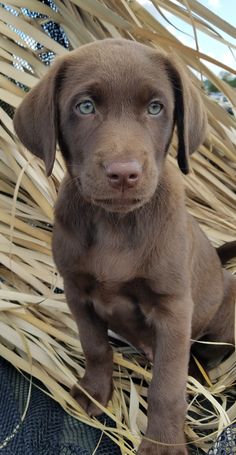 a brown puppy sitting on top of dry grass next to a pile of straw and looking at the camera