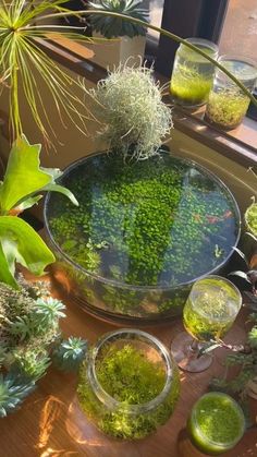 a table topped with lots of plants and vases filled with green liquid next to each other