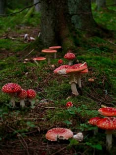 small red mushrooms growing on the ground next to a tree