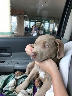 a woman holding a dog in her lap while sitting in the back seat of a car