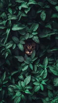 a cat peeking out from behind some green leaves