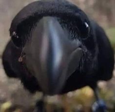 a large black bird standing on top of a lush green field