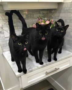 three black cats standing on top of a counter