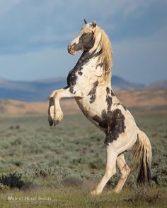 a black and white horse standing on its hind legs in the middle of a field