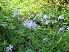 some blue flowers are growing in the woods