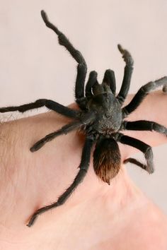 a close up of a person's hand with a spider on its thumb and it's head