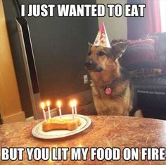 a dog sitting in front of a birthday cake with lit candles on it and the caption, i just wanted to eat but you let my food on fire