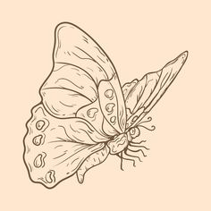 a black and white drawing of a butterfly