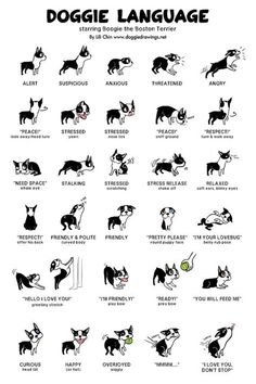 an illustrated poster showing different types of dogs and cats in various positions, including the names of