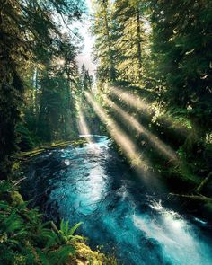 the sun shines brightly through the trees over a river running through a lush green forest