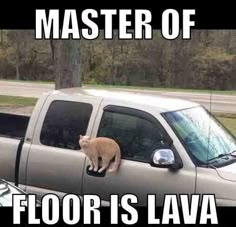 a cat sitting in the back of a truck on top of another car that says, master of floor is lava