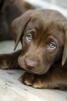 a brown puppy with blue eyes laying on the ground