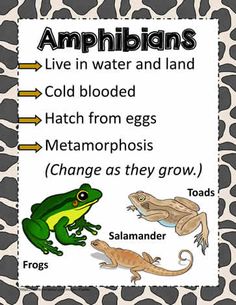 an animal's life cycle is shown in this graphic above the words, amphibins live in water and land