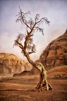 a painting of a tree in the desert