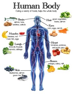 Human Body Vocabulary, Healthy Food Chart, Human Body Organs, Human Body Facts, Health Chart, Basic Anatomy And Physiology, Biology Facts, Food Health Benefits