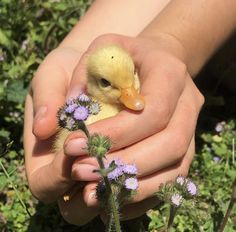 a person holding a small yellow duck in their hands with purple flowers on the other hand