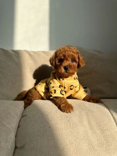 a small brown dog sitting on top of a couch