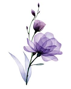 two purple flowers with green stems on a white background