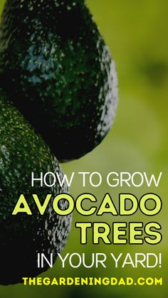 two avocados on top of each other with the words how to grow avocado trees in your yard