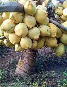 a bunch of yellow fruit hanging from a tree