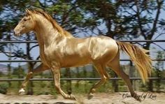 a brown horse running in an enclosure with trees and dirt on the ground behind it