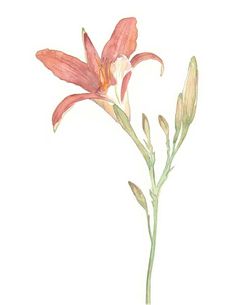 a watercolor drawing of a pink flower on a white background, with green stems