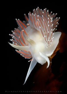 Flabellina trophina Nudibranch - Baranof Island, Alaska | by Jim Patterson Photography