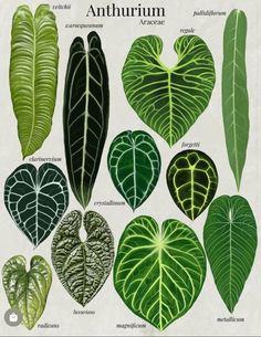 the different types of leaves are shown in this illustration, and they appear to be from an old book