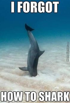 a shark that is standing in the sand