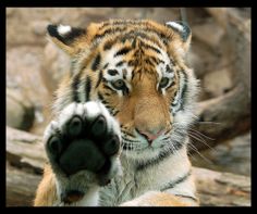 a close up of a tiger's paw with rocks in the background