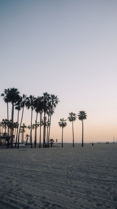 palm trees line the beach as the sun sets