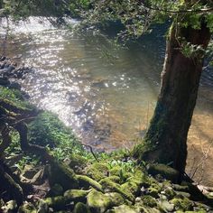 the sun shines brightly through the trees and rocks in the river bed, which is covered with moss