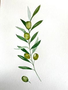 an olive branch with green olives and leaves painted in watercolor on white paper