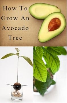 an avocado tree is shown with the words how to grow an avocado tree