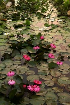 water lilies are blooming in the pond