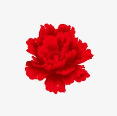 a red flower on a white background