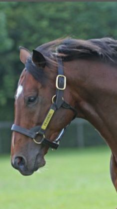 a brown horse standing on top of a lush green field