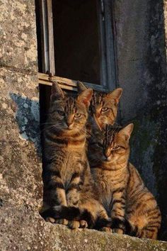 two cats sitting on the ledge of a window sill