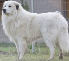 a large white dog standing on top of a grass covered field next to a fence