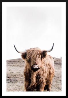 an animal with long horns standing in the grass