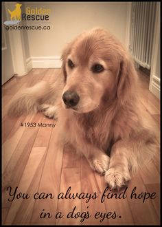 a golden retriever dog laying on the floor with his paw up to its face