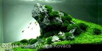 an aquarium filled with green algae and rocks