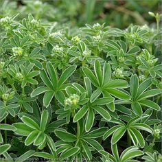 some green leaves and white flowers in the grass