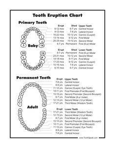 Kids Teeth Chart, Teeth Eruption Chart, Teeth Printable, Teeth Diagram