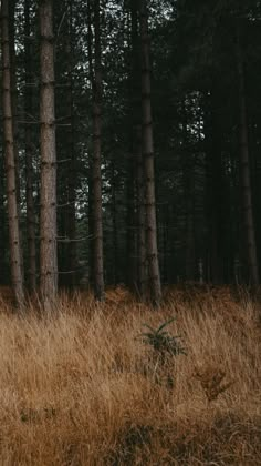 the tall grass is in front of the trees