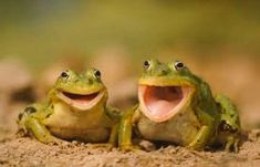 two green frogs with their mouths open and eyes wide open, sitting on the ground