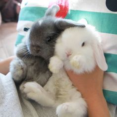 a person holding two small rabbits in their arms, one is gray and the other is white